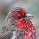 Скальная чечевица, или красный вьюрок (Carpodacus puniceus)