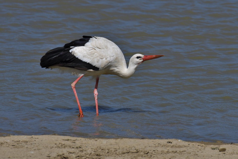 Белый аист — Ciconia ciconia