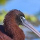 Каравайка — Plegadis falcinellus