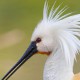 Колпица — Platalea leucorodia