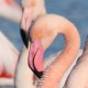Розовый фламинго — Phoenicopterus roseus