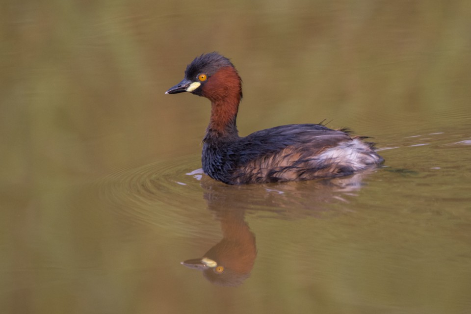 Малая поганка — Tachybaptus ruficollis