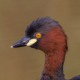 Малая поганка — Tachybaptus ruficollis