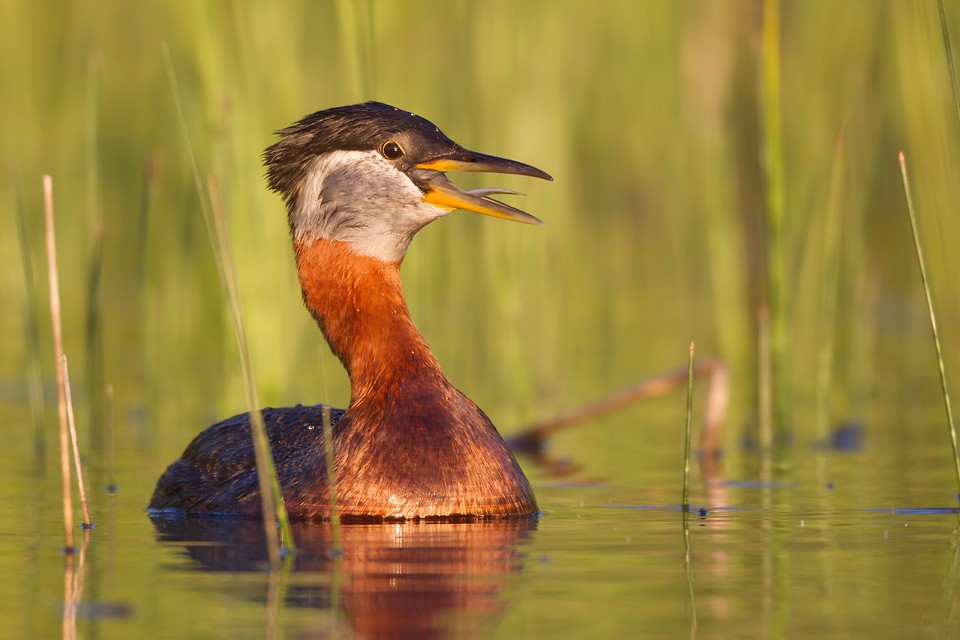 Серощёкая поганка — Podiceps grisegena