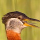 Серощёкая поганка — Podiceps grisegena