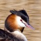 Чомга — Podiceps cristatus