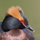 Красношейная поганка — Podiceps auritus