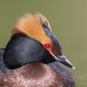 Красношейная поганка — Podiceps auritus