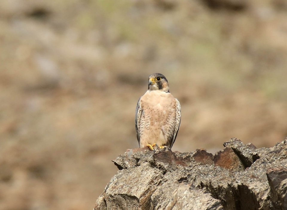 Шахин — Falco pelegrinoides