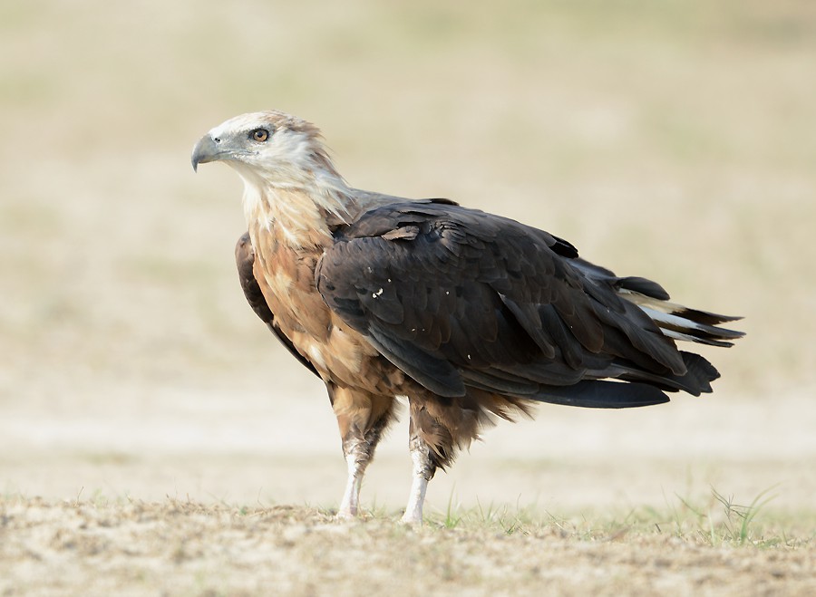 Орлан-долгохвост — Haliaeetus leucoryphus