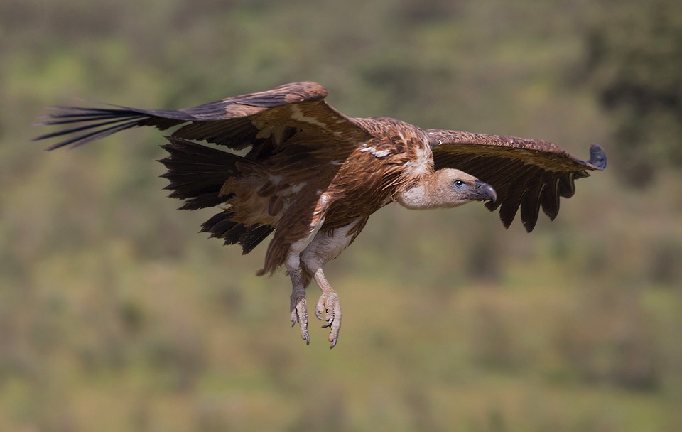 Белоголовый сип — Gyps fulvus