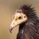 Стервятник — Neophron percnopterus
