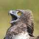 Змееяд — Circaetus gallicus