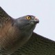 Европейский тювик — Accipiter brevipes