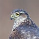 Перепелятник — Accipiter nisus