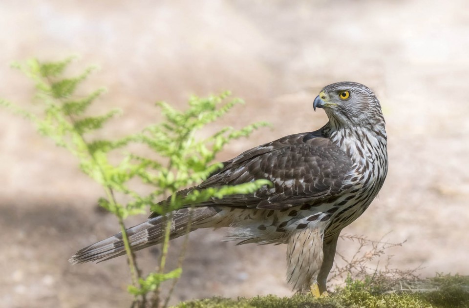 Тетеревятник — Accipiter gentilis