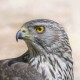 Тетеревятник — Accipiter gentilis
