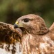 Канюк — Buteo buteo