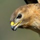 Курганник — Buteo rufinus