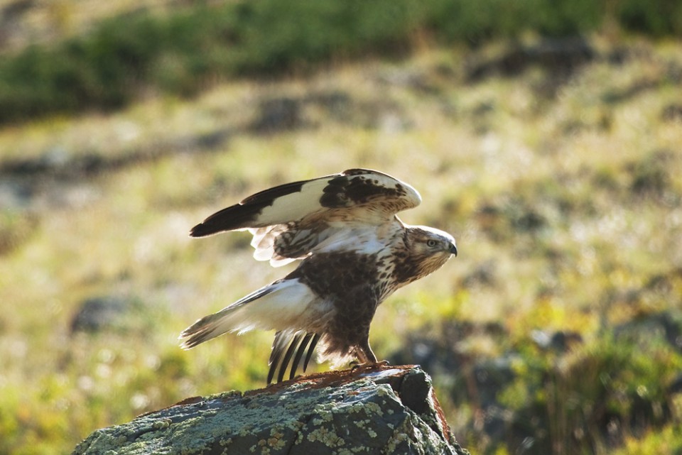 Мохноногий курганник — Buteo hemilasius