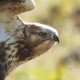 Мохноногий курганник — Buteo hemilasius