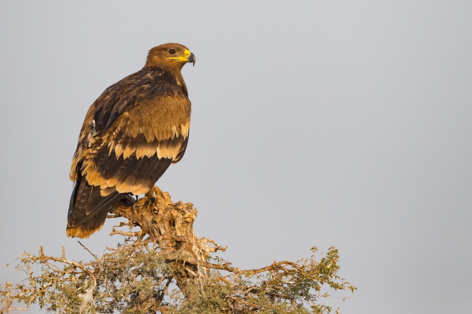 Степной орёл — Aquila nipalensis