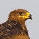 Степной орёл — Aquila nipalensis