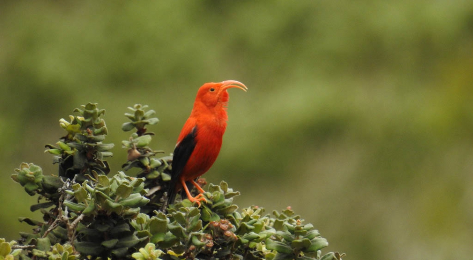 И’иви (Vestiaria coccinea)