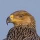 Могильник — Aquila heliaca