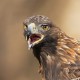 Беркут — Aquila chrysaetos