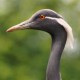 Красавка — Anthropoides virgo
