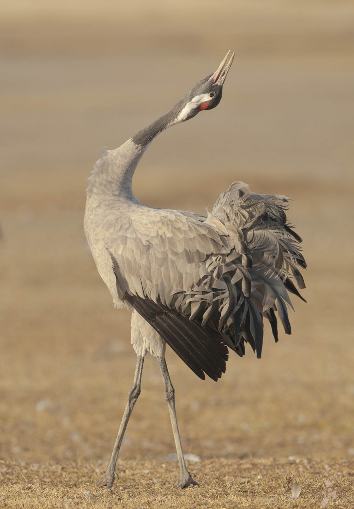 Серый журавль — Grus grus