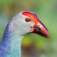 Султанка — Porphyrio poliocephalus