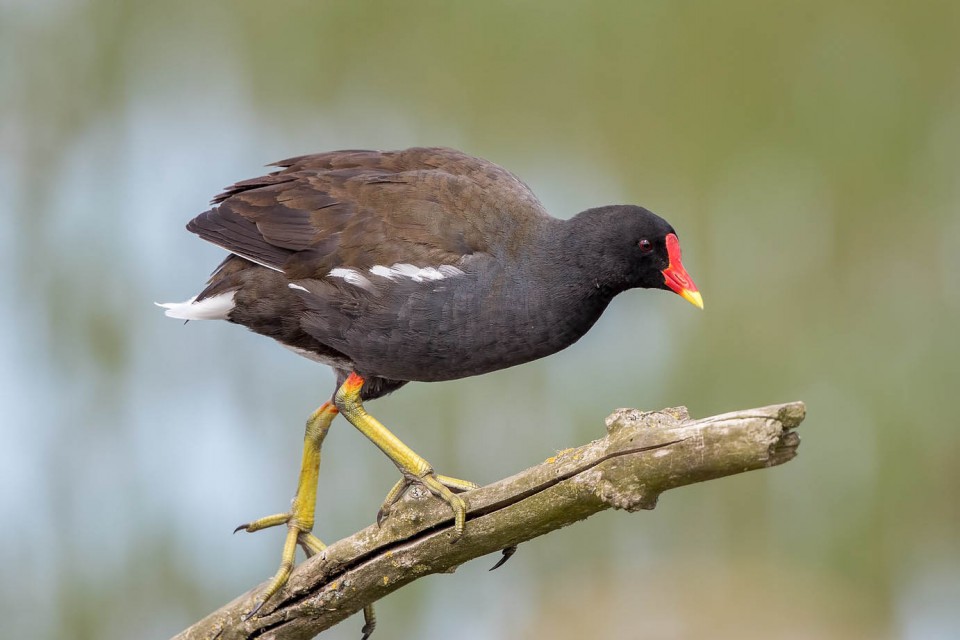 Камышница — Gallinula chloropus