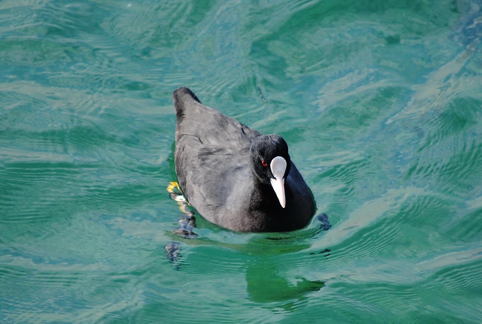 Лысуха — Fulica atra