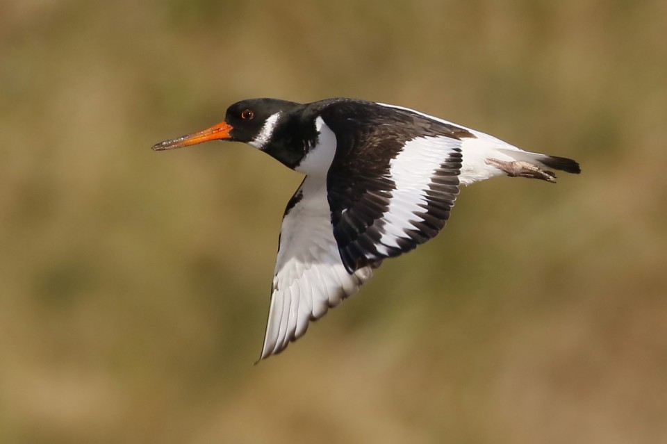 Кулик-сорока — Haematopus ostralegus