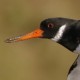 Кулик-сорока — Haematopus ostralegus