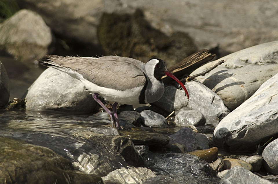 Серпоклюв — Ibidorhyncha struthersii