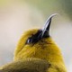Акиаполау (Hemignathus wilsoni)