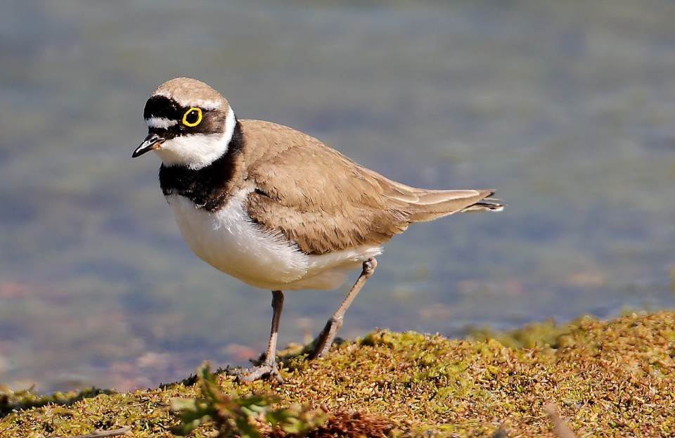 Малый зуёк — Charadrius dubius