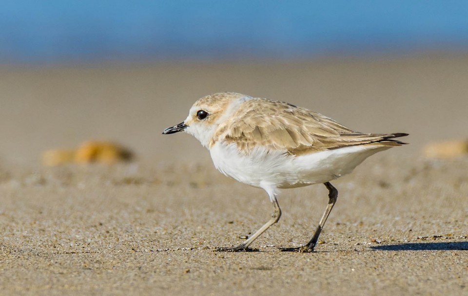 Морской зуёк — Charadrius alexandrinus