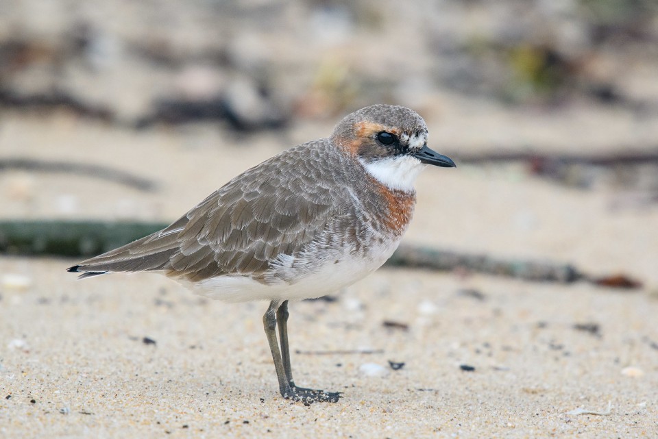 Монгольский зуёк — Charadrius mongolus