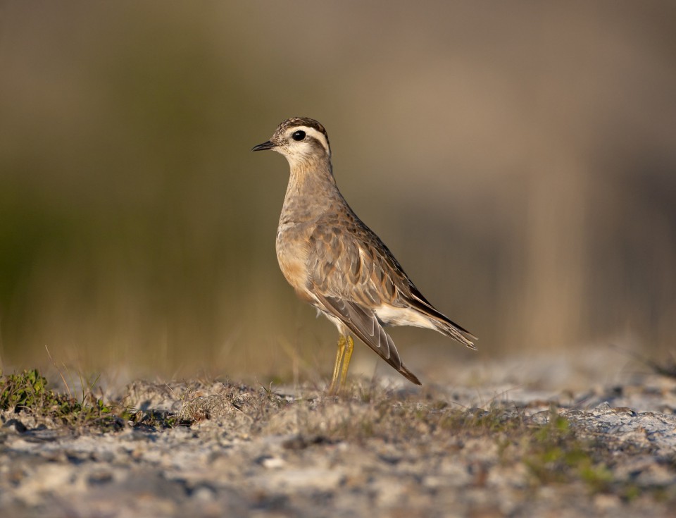 Каспийский зуёк — Charadrius asiaticus