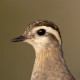 Каспийский зуёк — Charadrius asiaticus