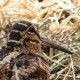 Вальдшнеп — Scolopax rusticola