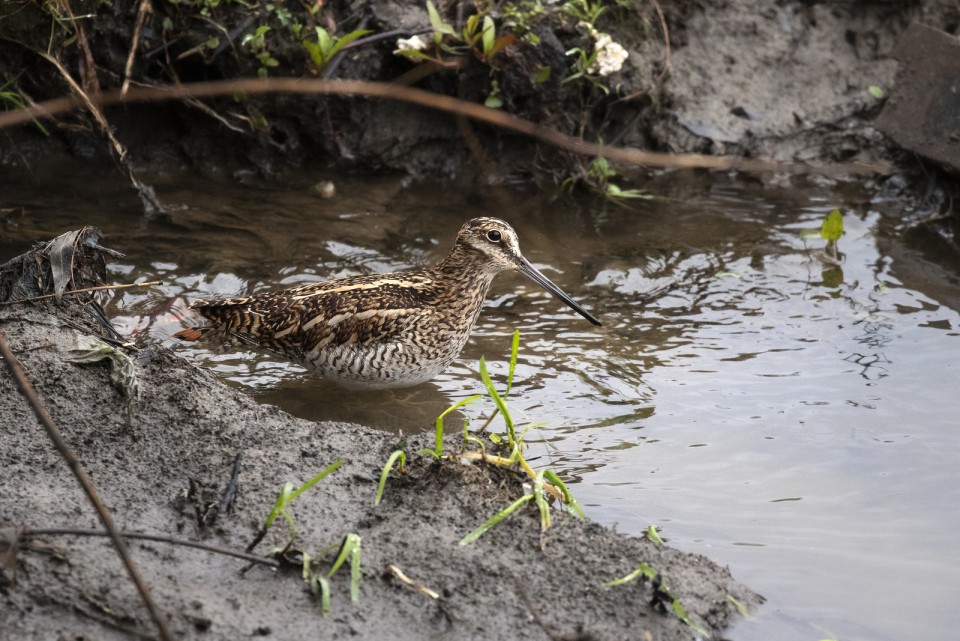 Горный дупель — Gallinago solitaria