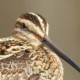 Бекас — Gallinago gallinago