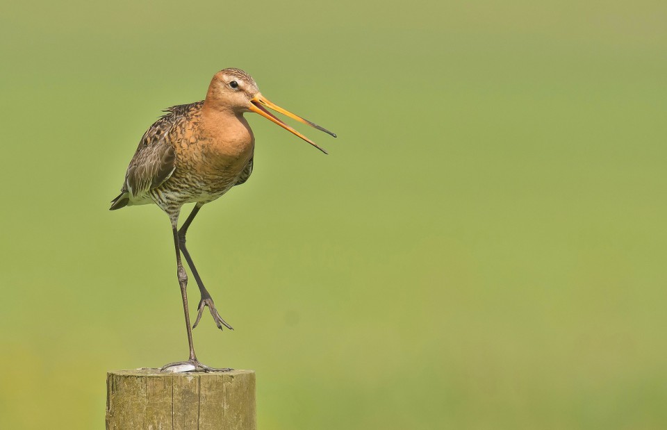 Большой веретенник — Limosa limosa