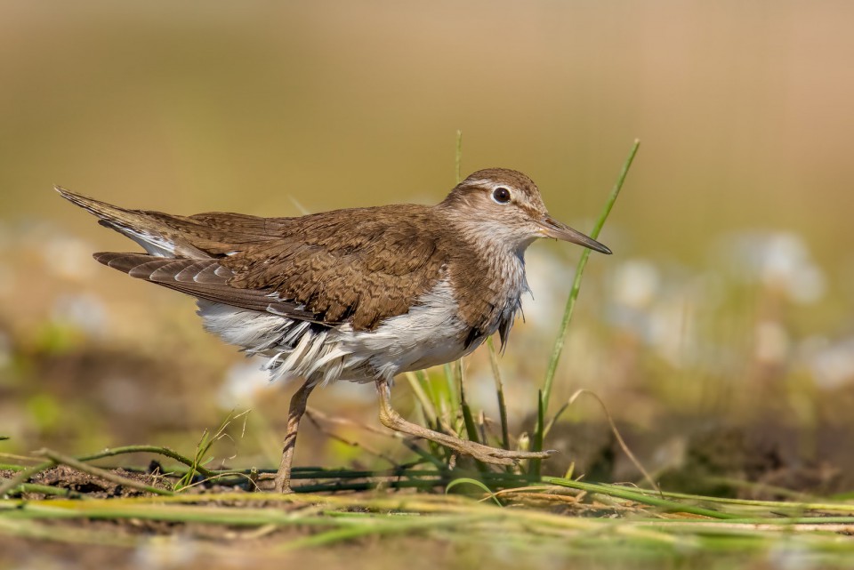 Перевозчик — Actitis hypoleucos