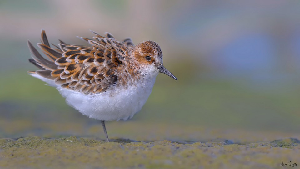 Кулик-воробей — Calidris minuta